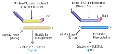 siRNA strands were detected using RNase protection assay on the N-PLEX platform.